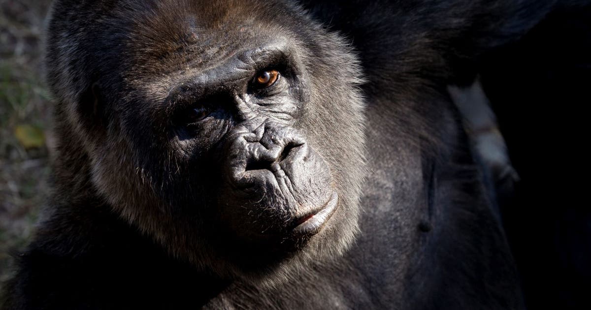 Western-lowland-gorilla-