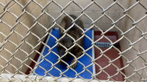 Their owner is accused of abusing them. Two years later, the dogs are still in county cages