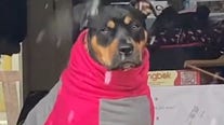 VIDEO: Dog appears unimpressed with snow in Georgia