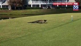 Hungry gator nabs food 'to go,' takes stroll across Florida golf course