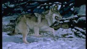 20 Yellowstone wolves killed by hunters after roaming from park