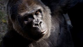 Choomba, one of the world's oldest gorillas, dies at Zoo Atlanta