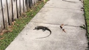 It got so cold in Florida, iguanas fell from trees