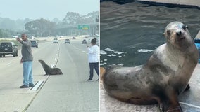 Good Samaritans help sea lion that wandered onto San Diego freeway