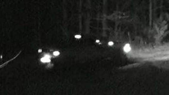 Deputies search for person who shot, killed pregnant cow at Bartow County farm