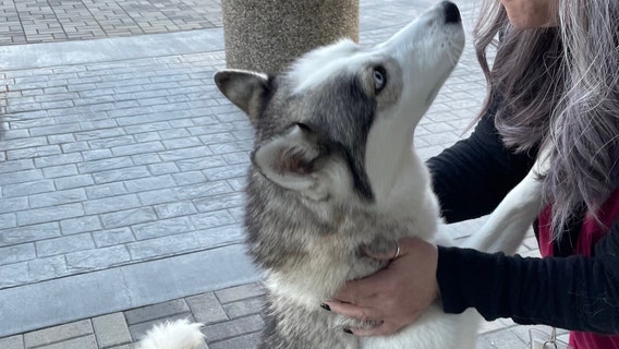 Johns Creek police ask for help finding lost dog's home