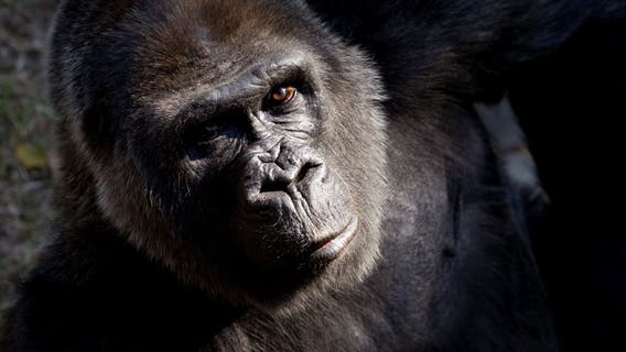 Choomba, one of the world's oldest gorillas, dies at Zoo Atlanta