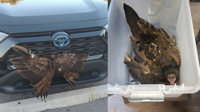 Georgia police rescue live vulture trapped in vehicle grill