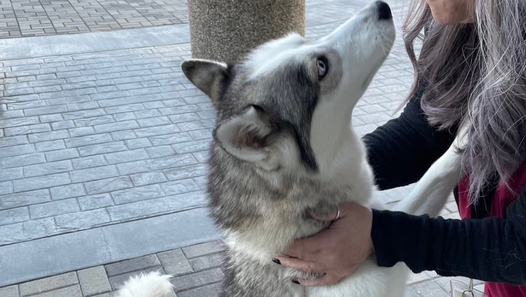 Dog found in Johns Creek