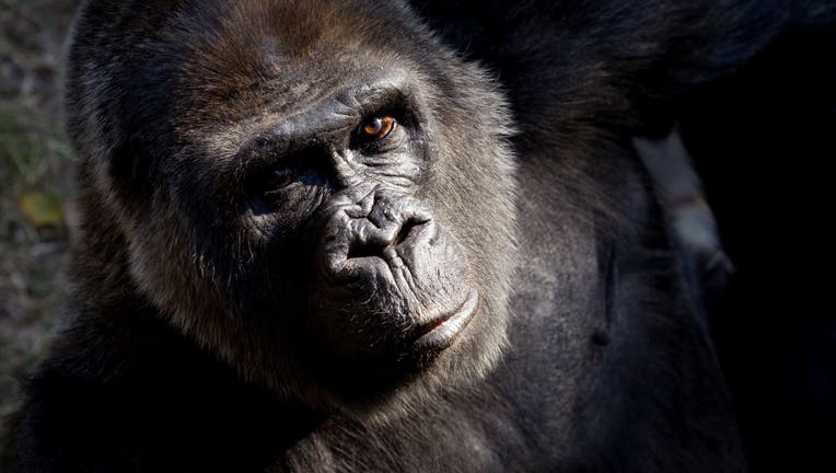 Zoo Atlanta announces death of Choomba, world’s 4th oldest gorilla