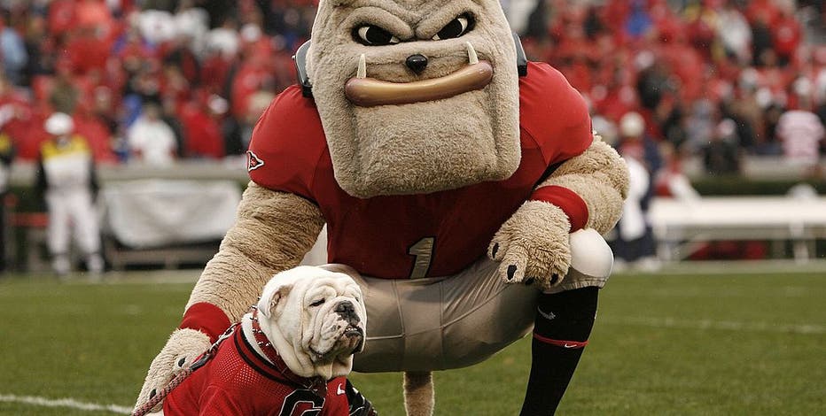 Georgia Bulldogs mascot UGA IX sports his own jersey during the Belk Bowl  against the Louisville Cardinals at Bank of America Stadium on December 30,  2014 in Charlotte, North Carolina. The Bulldogs