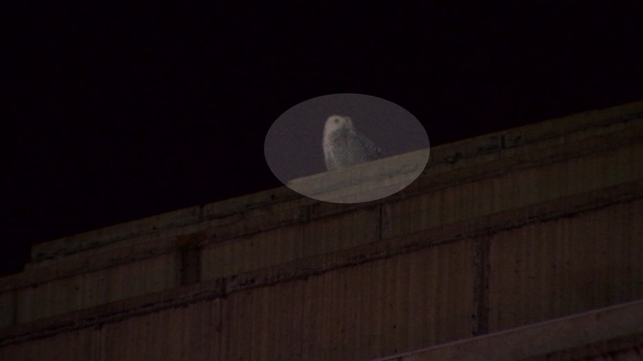 SnowyOwl-2.jpg