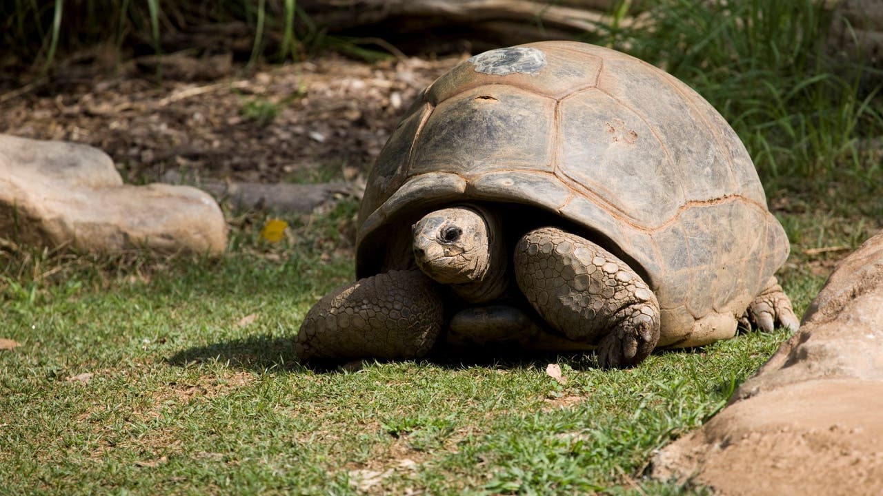 Zoo Atlanta tortoise, Patches, dies; believed to be in her 70s or