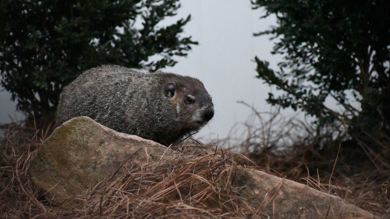 Georgia Groundhog Day 2022: Beauregard Lee makes his prediction