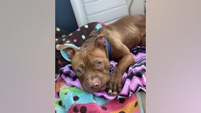 Rescue group says toothless puppy possible victim of dog fighting ring