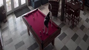 Pool shark that can bark sinks billiard balls, doesn't scratch