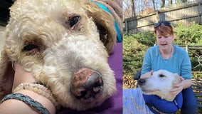 Doodle set on fire 'doing dog things' while recovering from severe burns