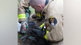 Firefighters work to revive cat found in burning Cobb County home