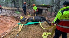 Horse pulled from muddy pasture by Cherokee County firefighters