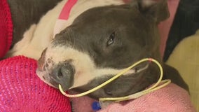 Pitbull who had both front paws severed by train in Baytown survives, goes viral