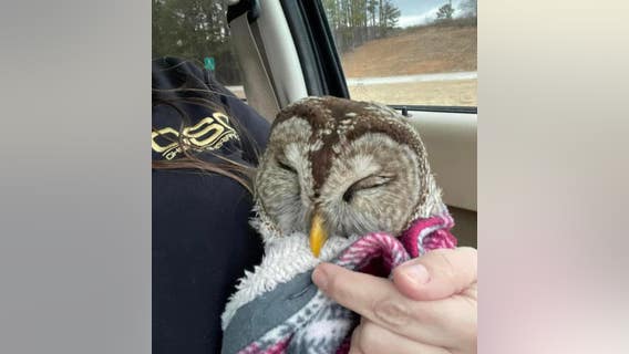 Cherokee County Sheriff Office employee rescues injured owl