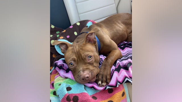 Rescue group says toothless puppy possible victim of dog fighting ring