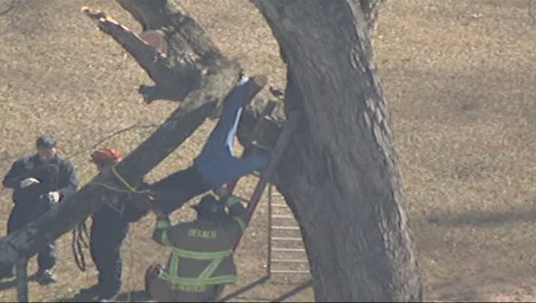 MAN STUCK IN TREE