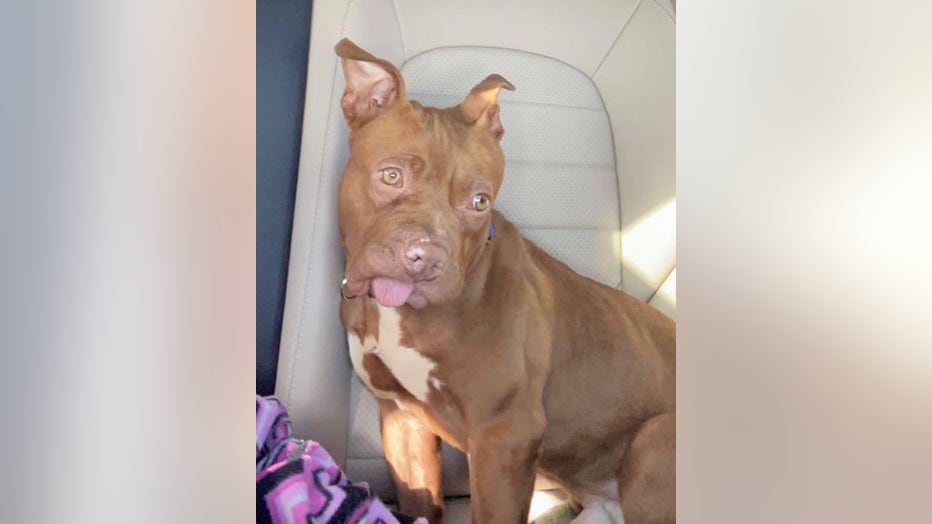 Rescue group says toothless puppy possible victim of dog fighting ring