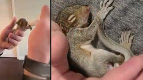 Sandy Springs officer rescues baby squirrel found behind headquarters