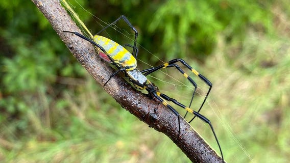 Invasive Joro spider won't leave Georgia any time soon, study shows