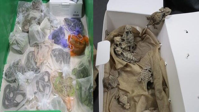 U.S. border authorities find 52 reptiles hidden in man's clothing