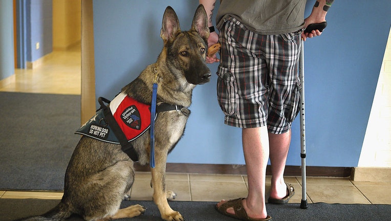 Veteran with service dog