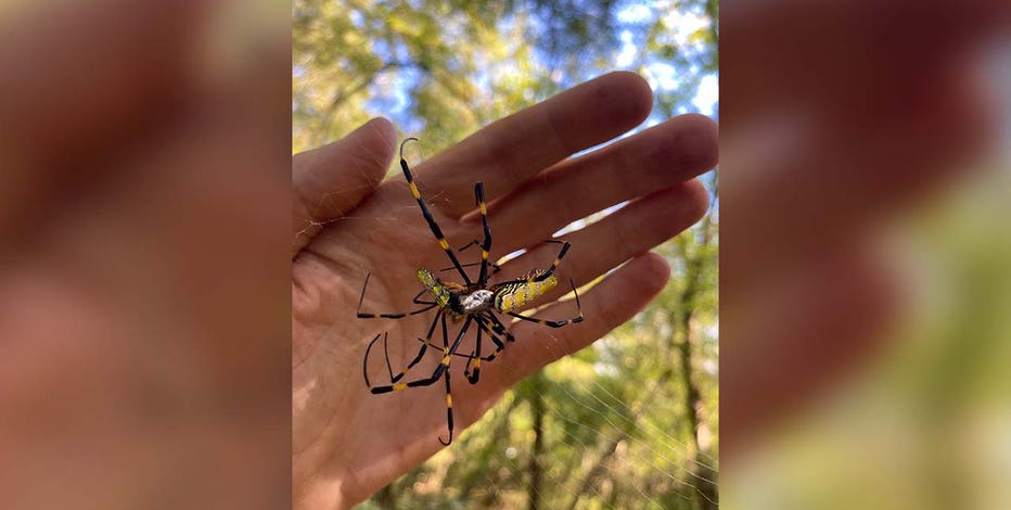Dangerous Spiders Invading Greater-Jacksonville Homes