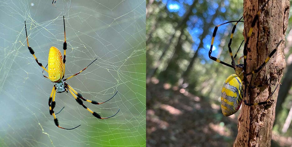 Invasive spider species makes 1st U.S. appearance