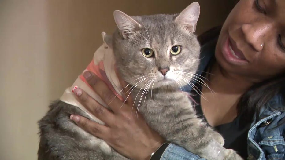 Nikki Henderson holds Cody the cat who is recovering from a gunshot wound in South Fulton.