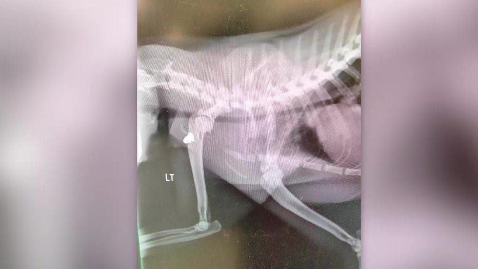 An X-ray shows where a South Fulton cat was shot.