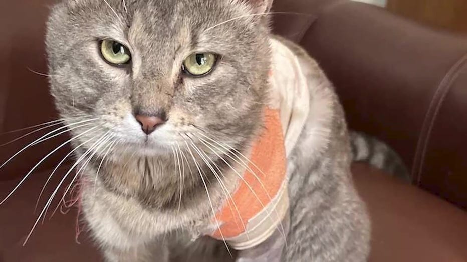 Cody the cat is recovering after being shot in South Fulton.