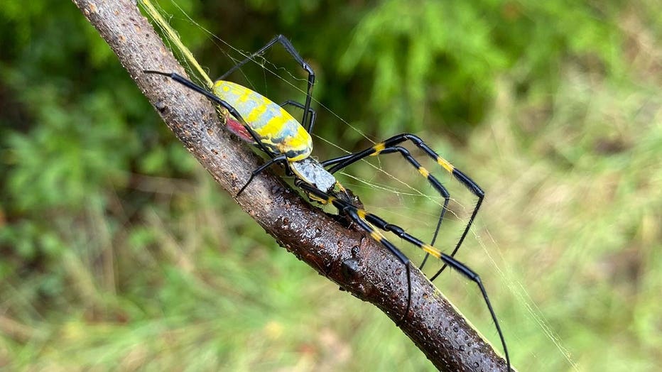 No, you don't need to worry about joro spiders : NPR