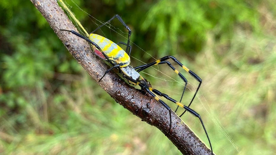 Like a Scene Out of 'Arachnophobia,'' Invasive Spiders Take Over Northern  Georgia, Smart News