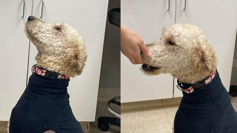 These photos of Will sitting for a treat was posted to the Dog Days Rescue Facebook page on March 6, 2022.