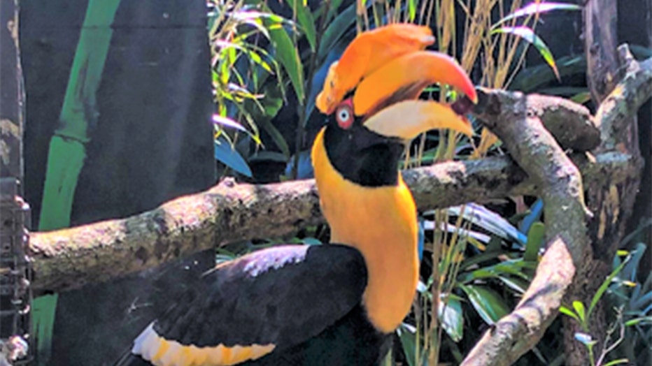 great-hornbill-3d-zootampa-3.jpg