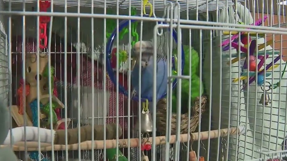 Live birds were among some high-end items found with a Minnesota couple accused of breaking into dozens of storage units across metro Atlanta.