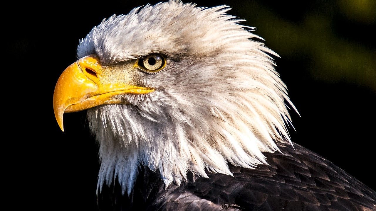 bird flu found in bald eagles in Georgia