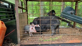 Georgia sheriff rescues mama pig found shot in the face