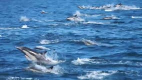 Dolphin stampede in California caught on camera