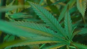 Georgia panel issues 4 medical marijuana production licenses
