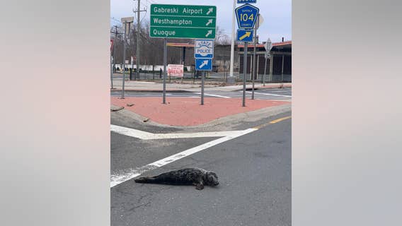 Long Island cops corral slippery seal out on the town