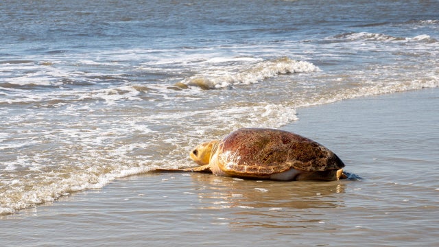Georgia vets return sea turtles to ocean after long recovery