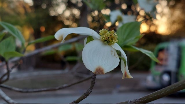 Spring blooms at annual Atlanta Dogwood Festival