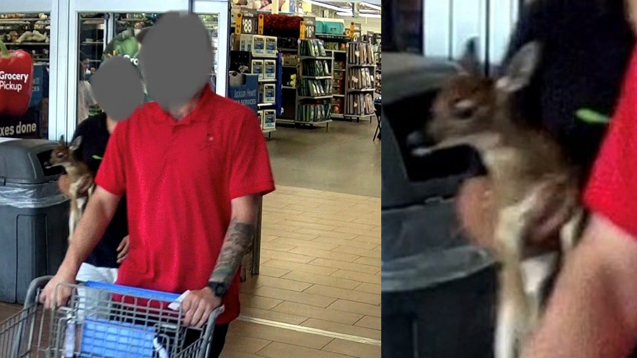 Georgia couple brings ‘pet fawn deer’ to Walmart, officials say